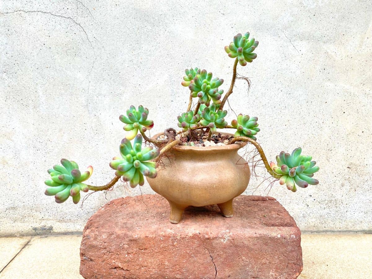 Succulent as bonsai in a ceramic pot.