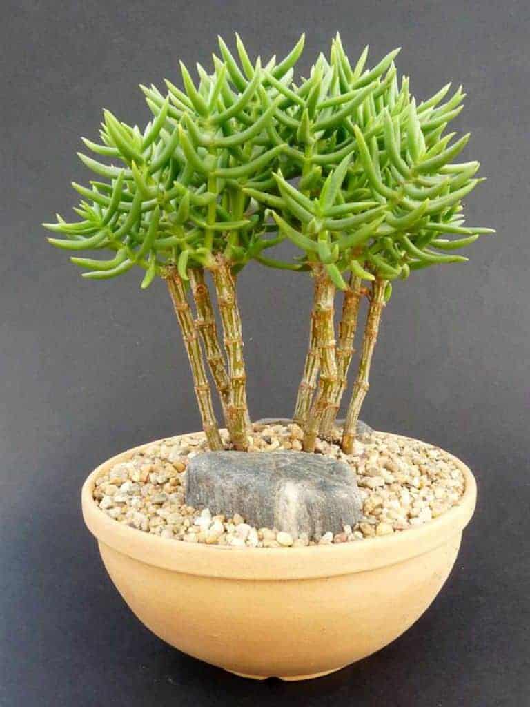 Succulent in pertlite