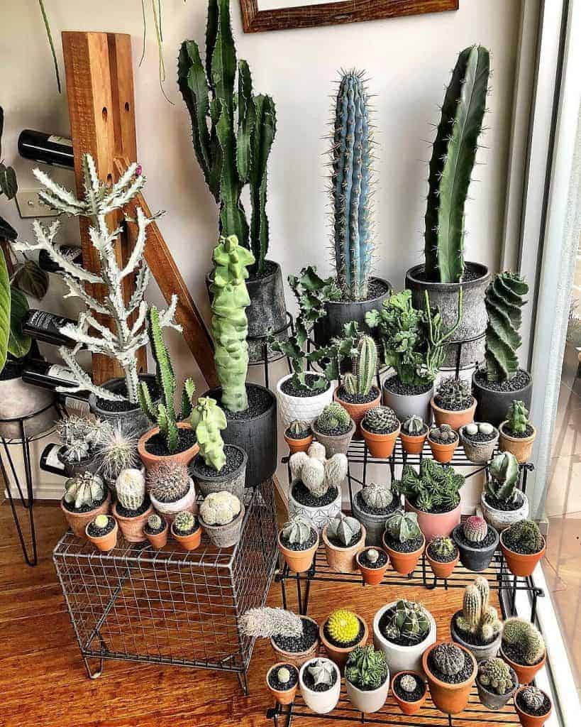 Different types of succulents in pots indoors.
