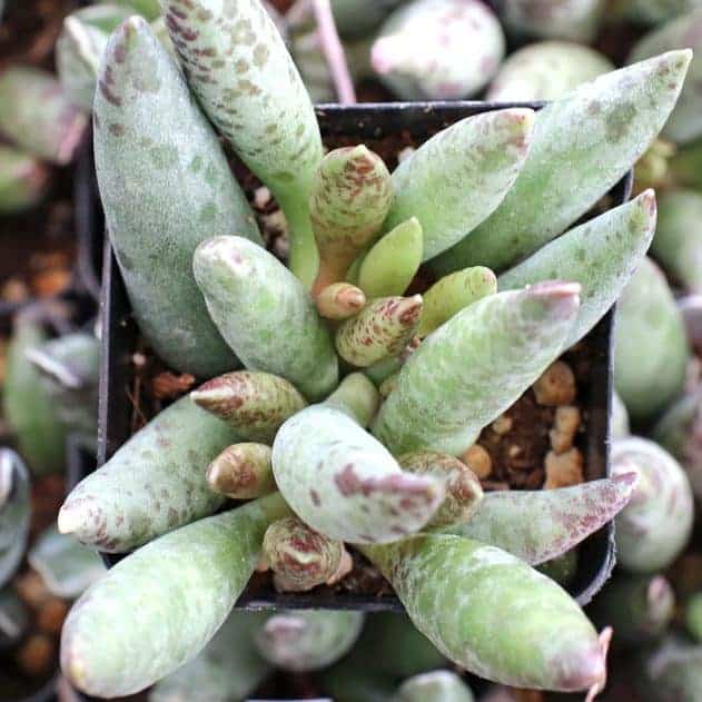 Rare succulents in a black pot.
