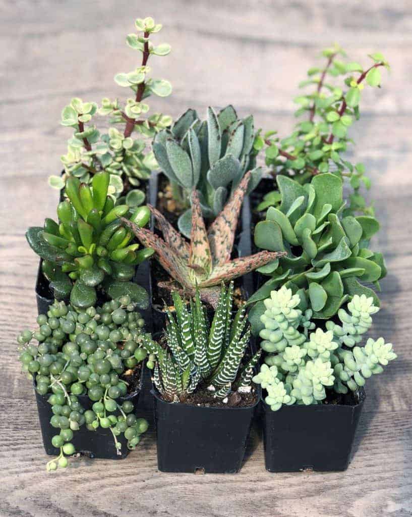 Different varieties of succulents in pots.