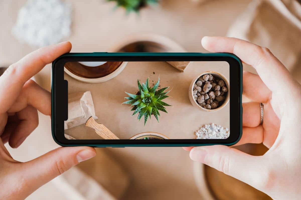 Taking photo of a succulent by smartphone