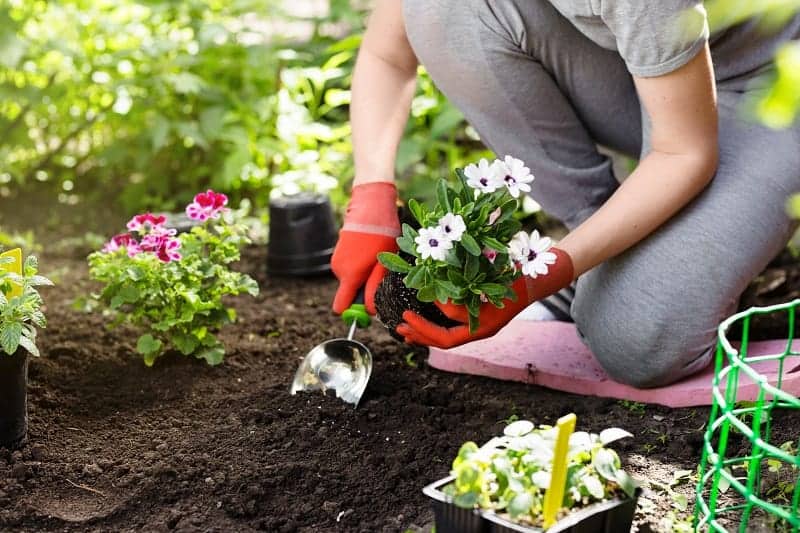 Gardener planting a new plant into fresh soil.