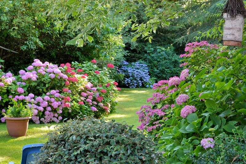 Beautiful outdoor garden in the backyard.