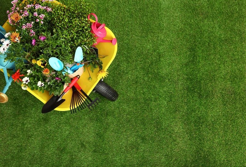 A wheelbarrow full of gardening tools, plants on a freshly mowed lawn.