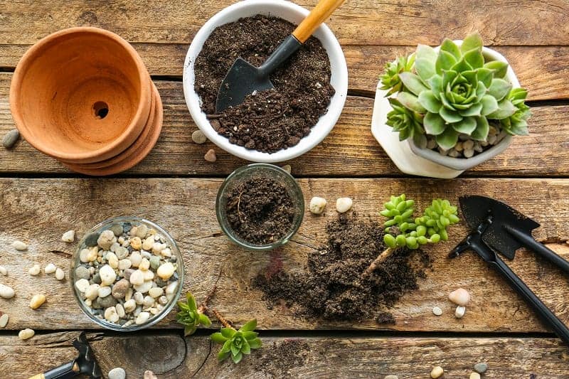 Succulents in pots and on the wooden table with garden tools , pots and soil.