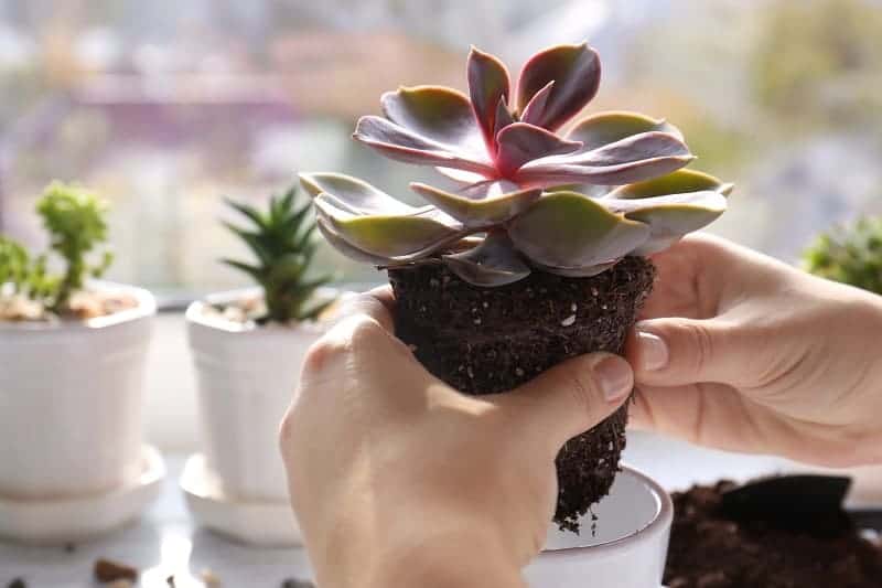 Hands holding a succulent plant in soil.