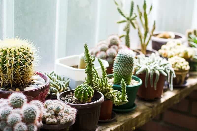 Different varieties of succulents in pots near a window.