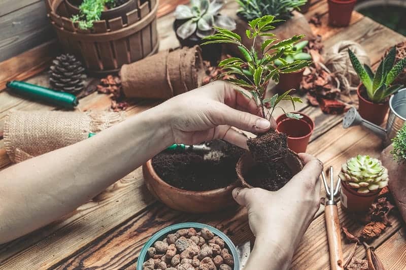 Hands planting succulent plant in a pot.