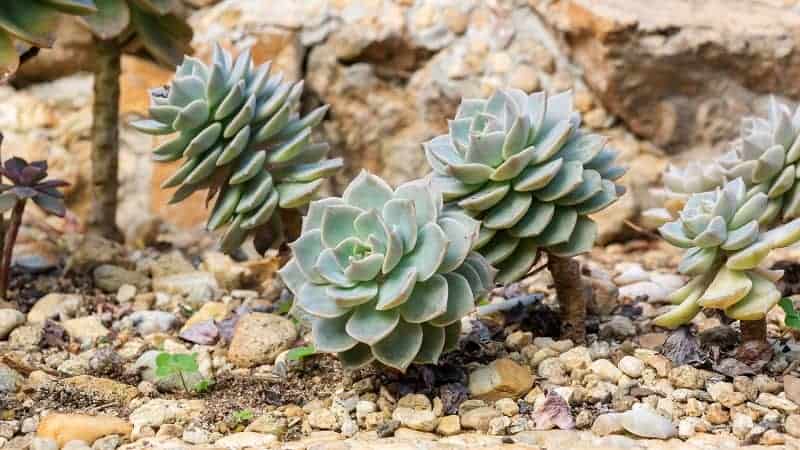 Succulent plants in rocky soil outdoor.