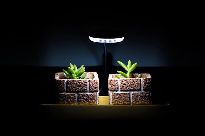 Succulents in pots under an LED light.