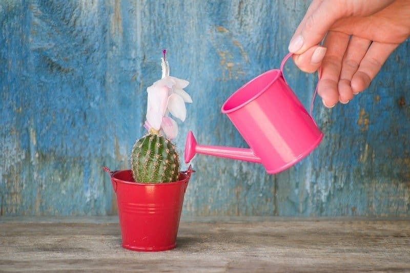 Hand holding a tiny pink watering can and watering succulent in a red pot.