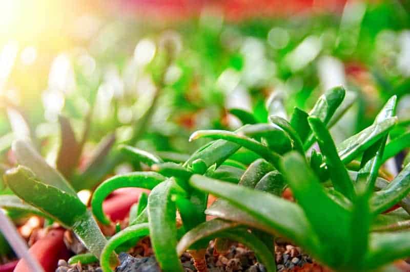 Succulents grow in natural light.