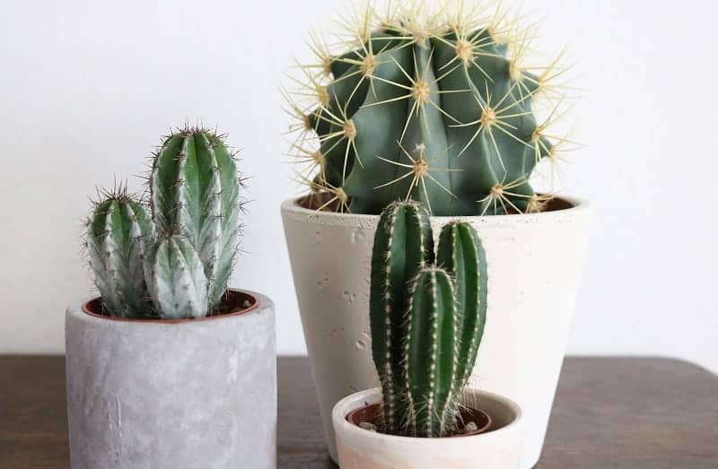 Three different types of cactuses in pots.