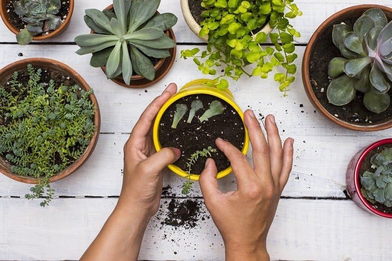 Hands holding a yellow pot with succulent cuttings on the table with succulents in pots.