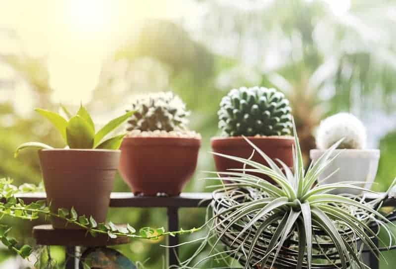 Succulents in pots on the balcony railing.