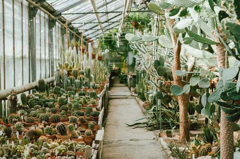 Different varieties of succulents in a greenhouse.
