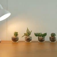 how much sunlight do succulents need