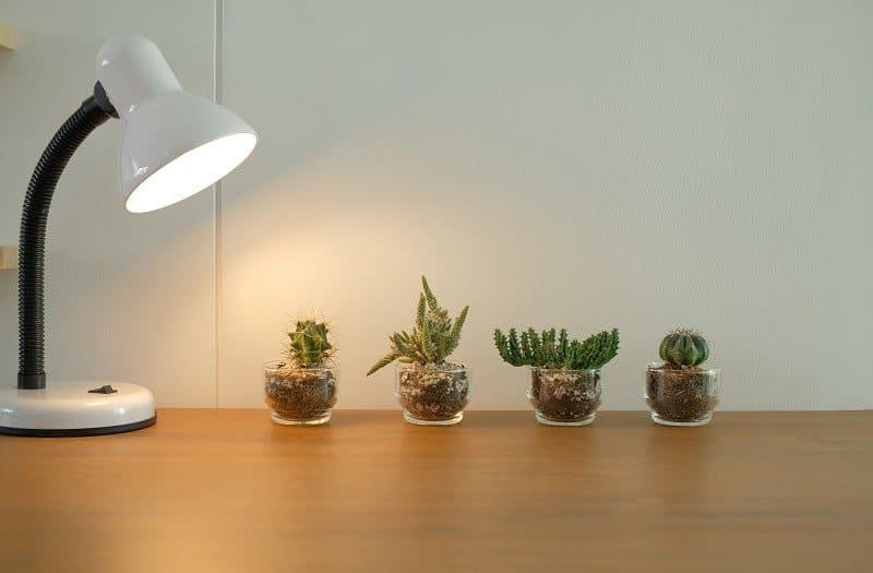How Much Sunlight Do Succulents Need?
