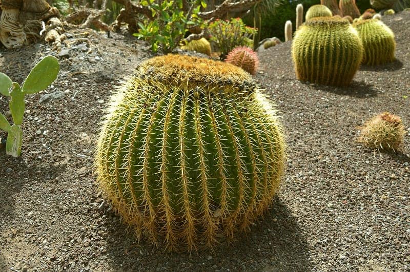 Huge cactuses outdoor.