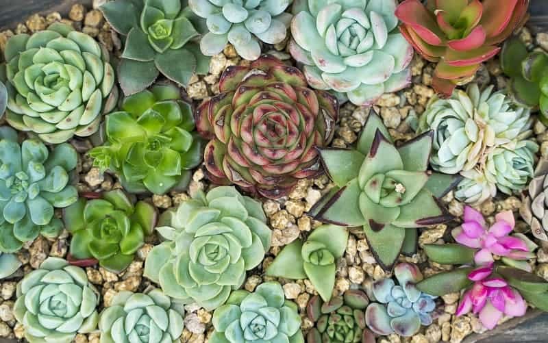 Different varieties of succulents.