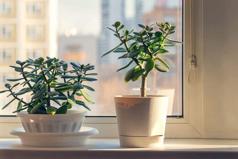 Succulents in pots indoors near a window.