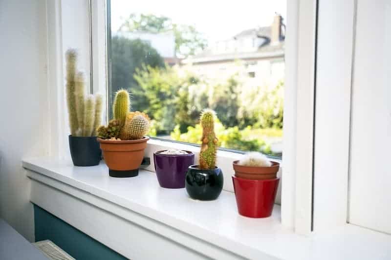 Succulents in pots near a window.