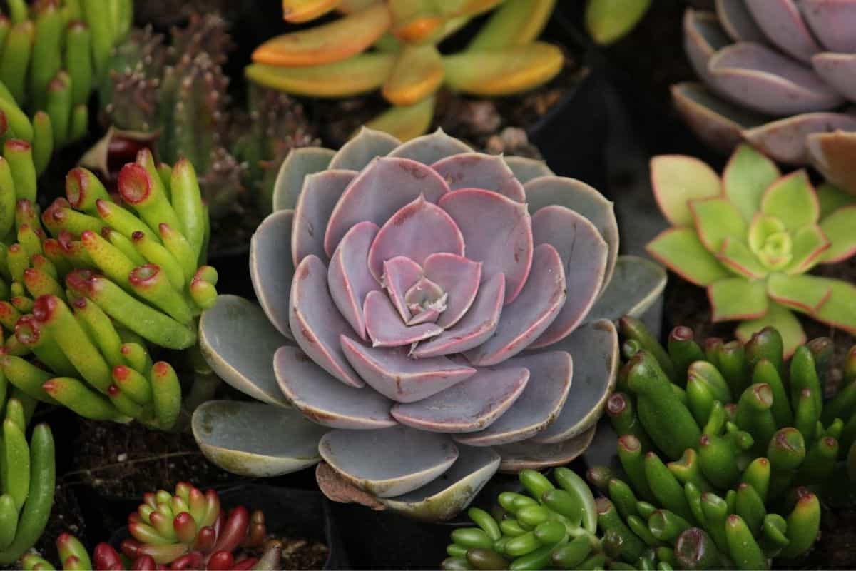 Different varieties of succulents.