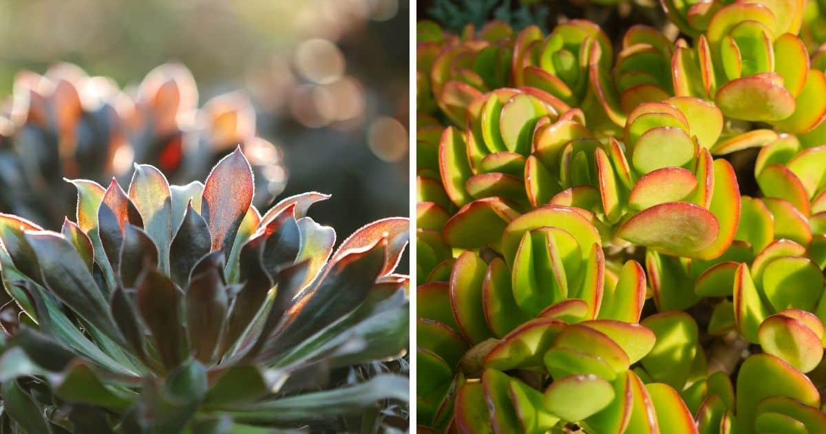 How Much Sunlight Do Succulents Need? Sublime Succulents