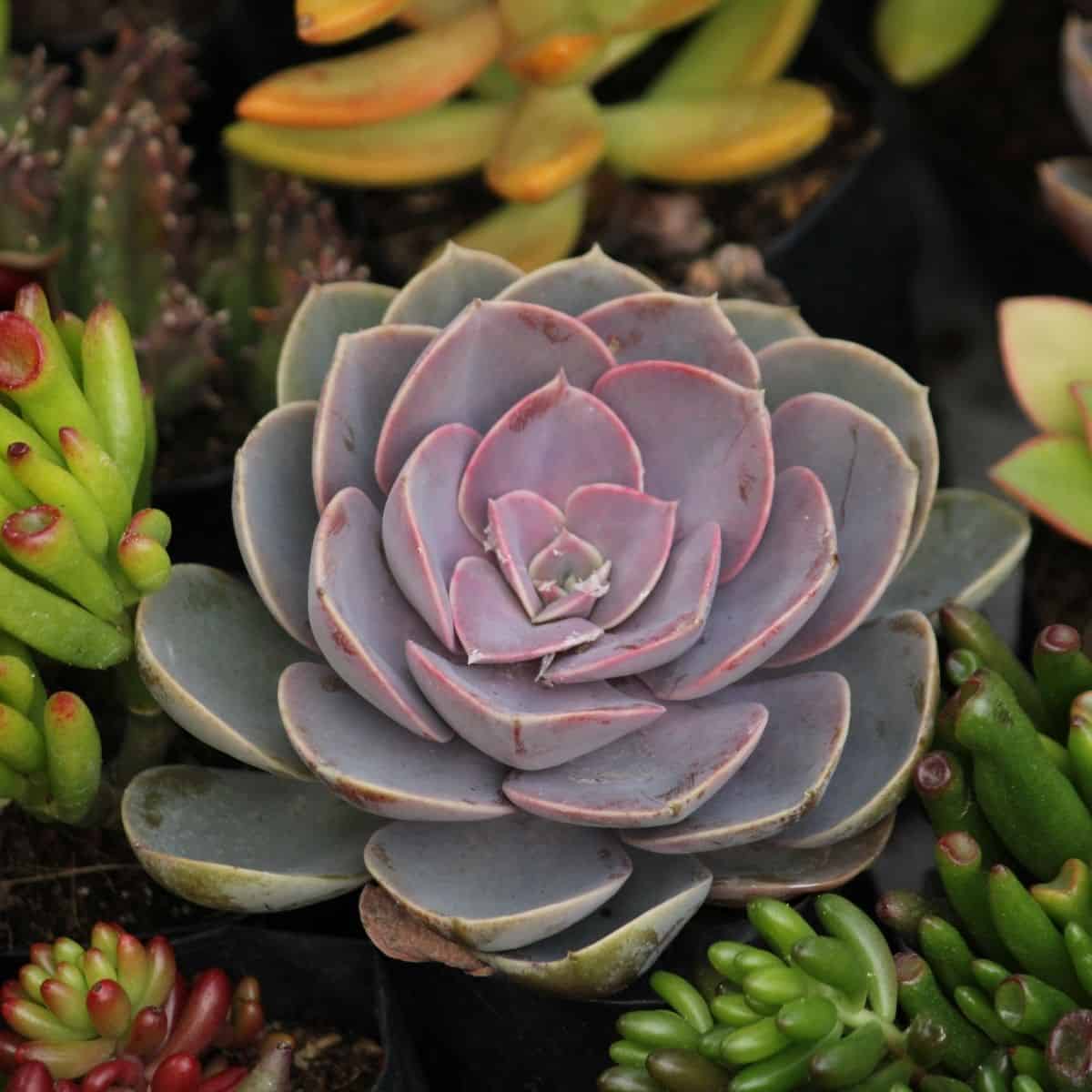 Different varieties of succulents.