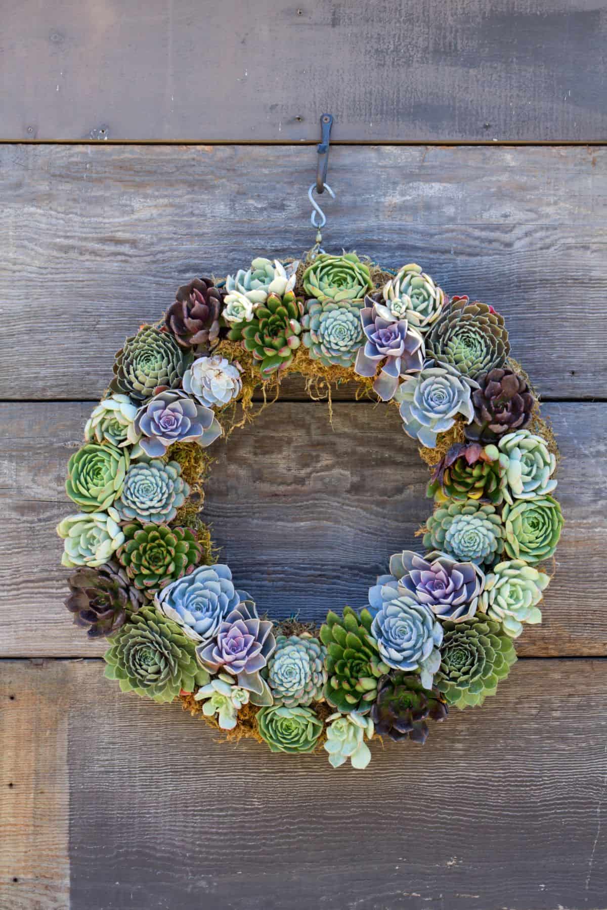 Succulent wreath on the wooden table.