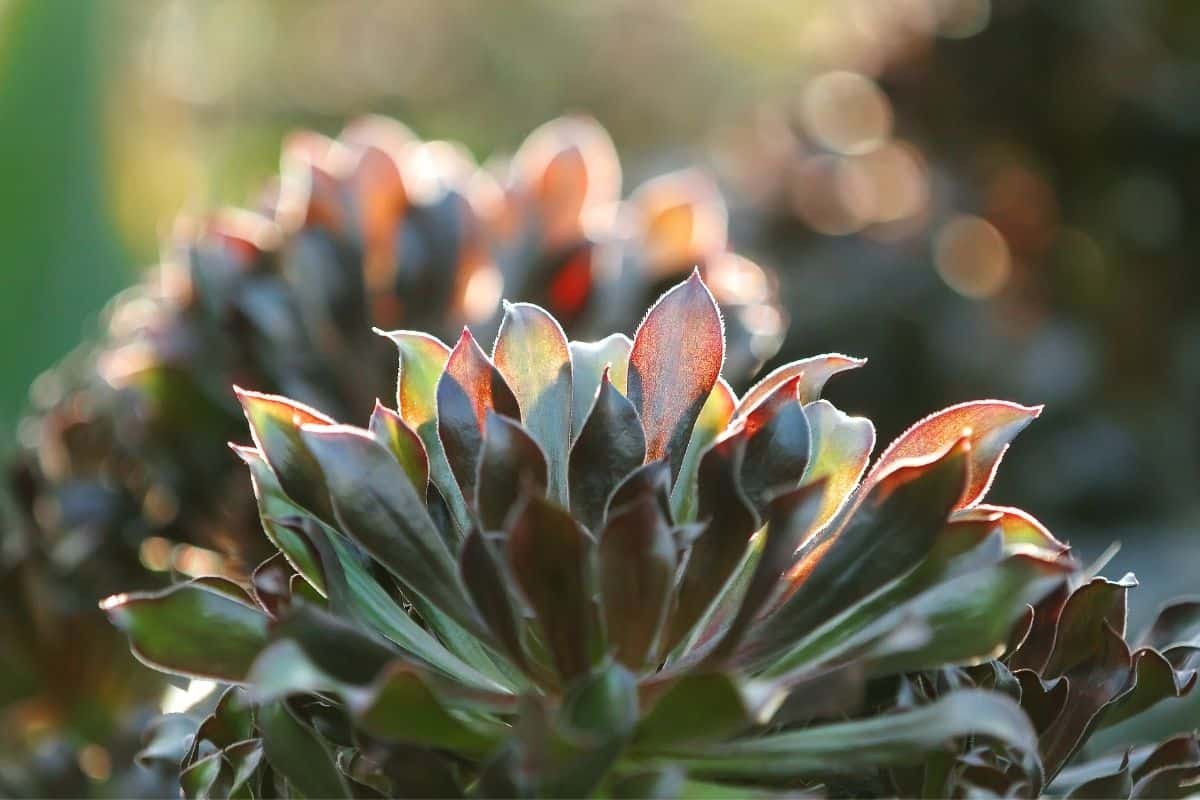 Succulent in a natural light outdoor.