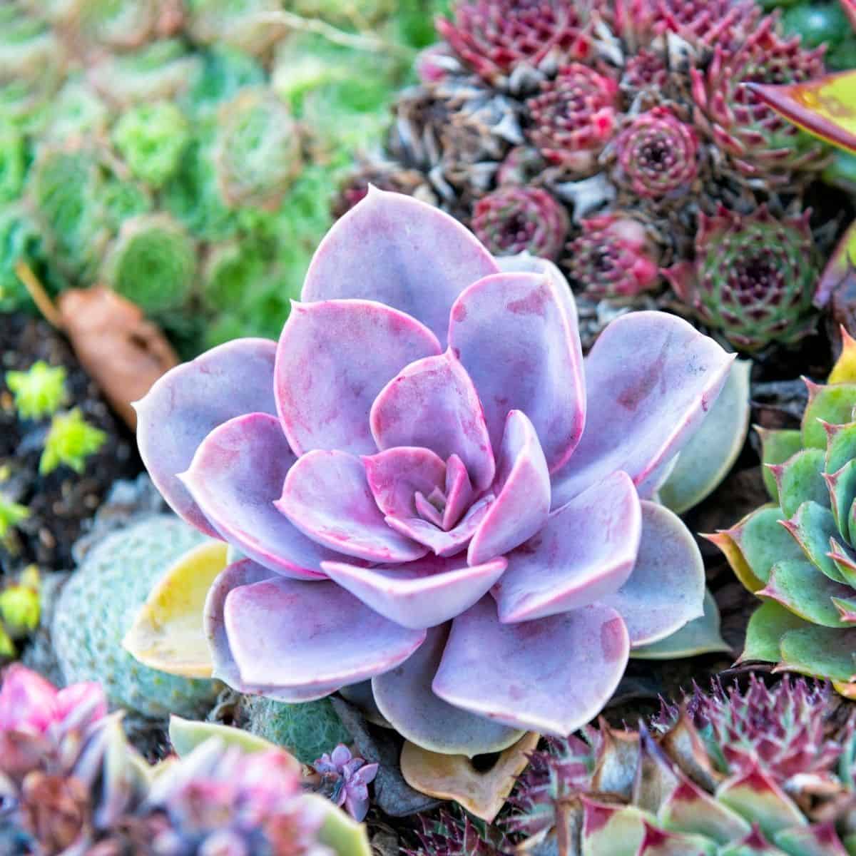 Different varieties of succulent plants.