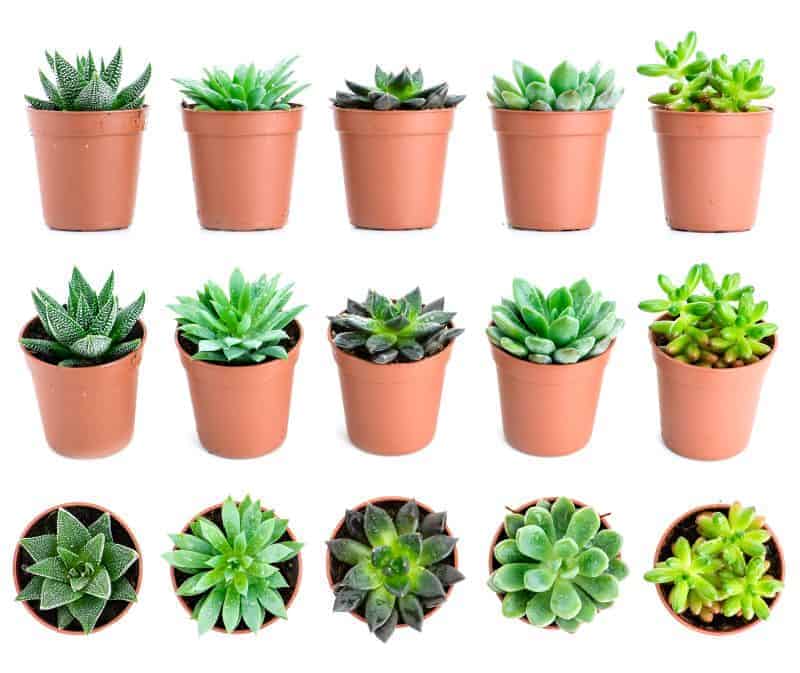 DIfferent varieties of succulents in terracotta pots.