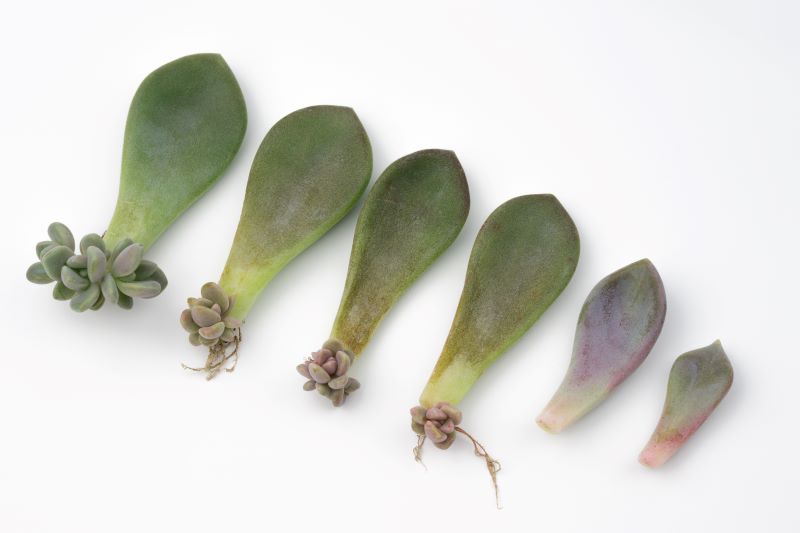 Succulent leaves with offsets on a white background.