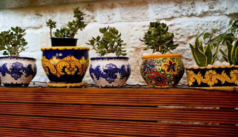 Succulents in terracotta pots.
