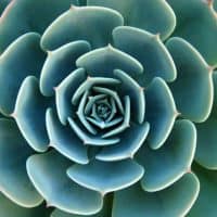 How Do Succulents Reproduce