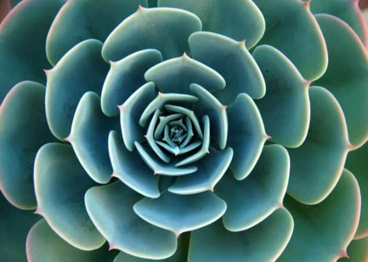 Best Light Cycle for Flowering Succulents Sublime Succulents