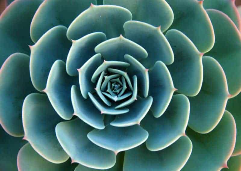 Succulent close-up.