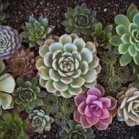 How to Plant a Succulent Garden
