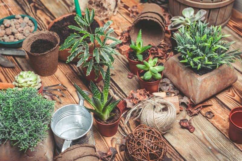 Bunch of succulents in pots with gardening tools on a wooden table.
