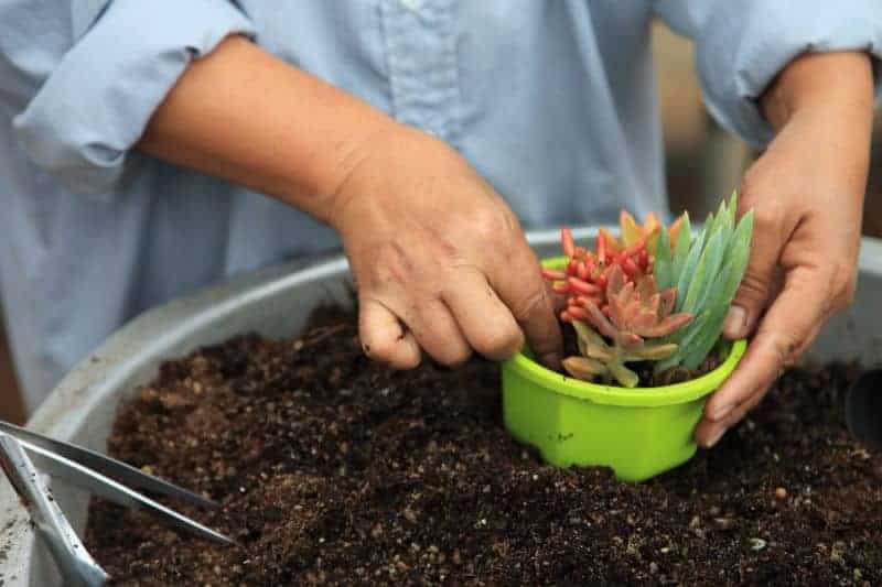 Gardener holding a succulent plant in a pot.