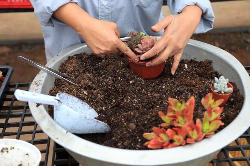 Woman planting a tiny succulent in a pot.