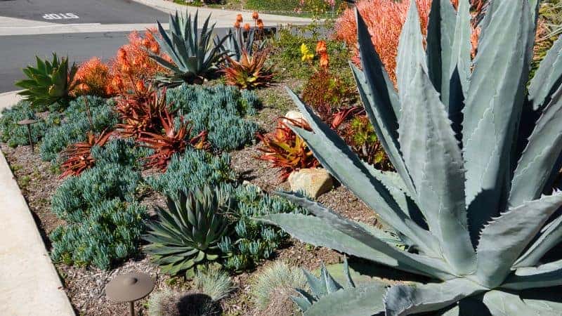 Succulent outdoor garden.