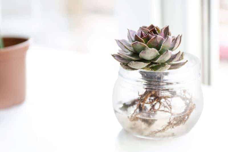 Succulent in a glass jar with water.
