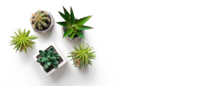 How to Keep Succulent Plants Small