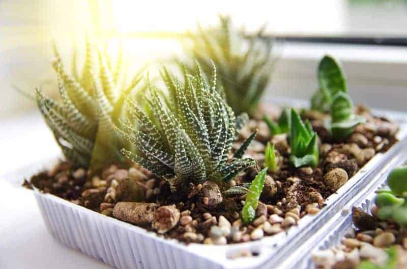 Succulents in a pot in direct light.