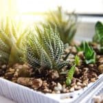 How to Care for Indoor Succulents