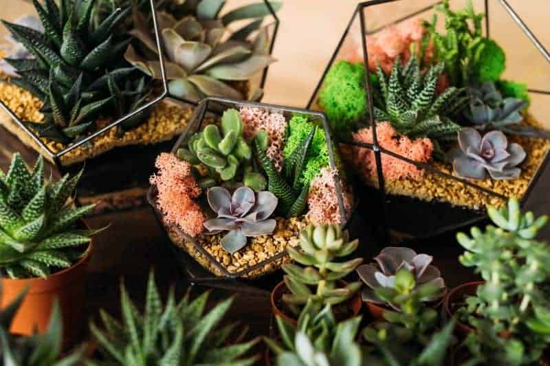 Different varieties of succulents in modern-looking pots.