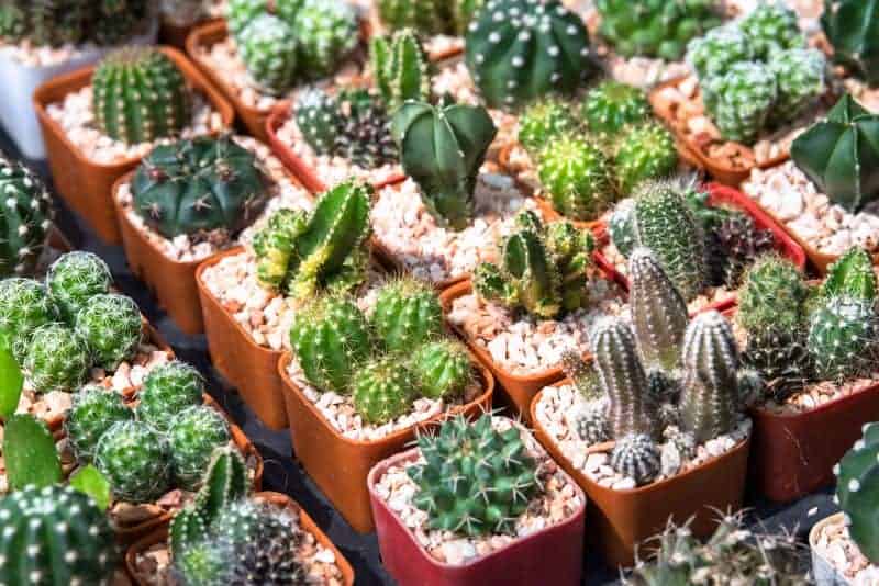 Different varieties of succulents in pots.